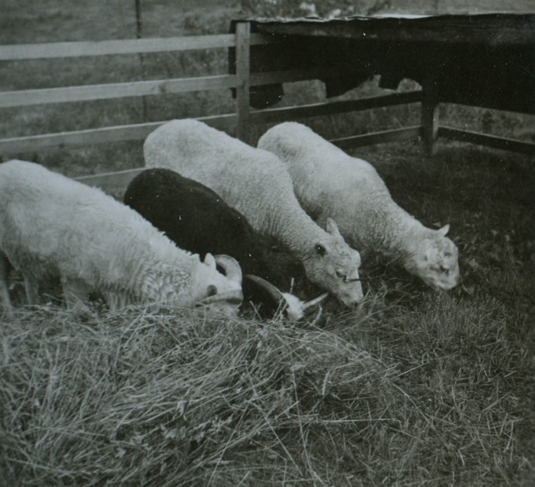 Lampaita ja kuivaheinää